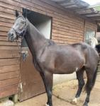 15.3hh Hackney Gelding