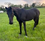 15.3hh Hackney Gelding