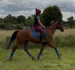 Dreamie, 15.2hh Thoroughbred Riding Gelding 