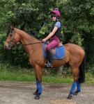 Dreamie, 15.2hh Thoroughbred Riding Gelding 