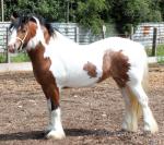 3 Year Old Filly