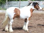 3 Year Old Filly