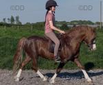 Welsh Section A Ride and Drive Stallion