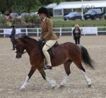 11.1hh Welsh Section A  Riding Mare 