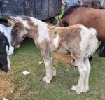 Colt Foal