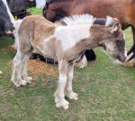 Colt Foal
