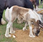 Colt Foal
