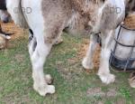 Colt Foal