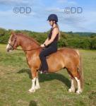 Carless Lion King, 12.2hh Welsh Section C Gelding