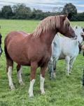 Carless Lion King, 12.2hh Welsh Section C Gelding