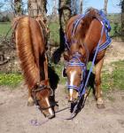 Fillies