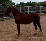 Sangrug Taran, Welsh Section C Gelding  