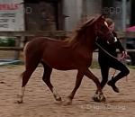 Sangrug Taran, Welsh Section C Gelding  