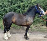 Onyx, 2 Year Old Gelding 