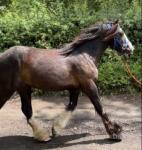 Onyx, 2 Year Old Gelding 