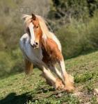 14hh Ride and Drive Mare