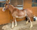 Welsh Section C Filly 