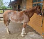 Welsh Section C Filly 