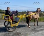 11.2hh Welsh Section A Driving Gelding