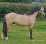 11.2hh Welsh Section A Driving Gelding