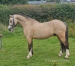 11.2hh Welsh Section A Driving Gelding