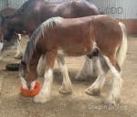 Yearling Clydesdale Colt