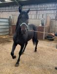 3 Year Old Colt