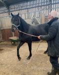 3 Year Old Colt