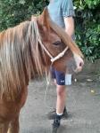 2 Year Old Colt 