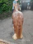 2 Year Old Colt 