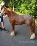 2 Year Old Colt 