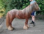 2 Year Old Colt 