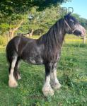 13.1hh Mare 