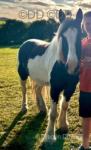 13.3hh Riding Gelding