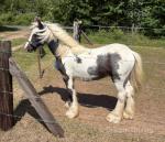 Yearling Colt