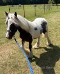 Yearling Colt