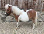 2 Year Old Shetland Colt