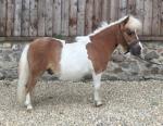 2 Year Old Shetland Colt