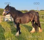14hh Gelding Cob 13 years old. Sad sale as we bought for our daughter after she lost hers but too strong for her need something more of a plodder. 
