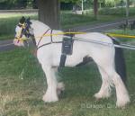 Katie, 12.2hh Ride and Drive Mare