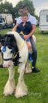 Katie, 12.2hh Ride and Drive Mare