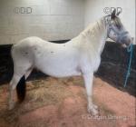 Mares will be covered in hand every day until they go off