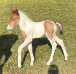 Dimond, 15hh Stallion at Stud 