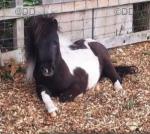 Bodorgan Maverick the 2nd, Shetland Stallion at Stud