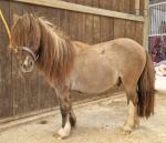 2 Year Old Shetland Colt