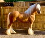 Golden Boy palomino 8 year old TGCA passported stallion. In my opinion one the best heavy moving cobs in the country, he is a proper dappled palomino cob. Golden Boy is the quietest stallion you could ever wish to meet he's like a baby to handle, doesn't pull, doesn't shout and scream, he's like a gelding. 