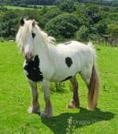 12.1hh 6 year old cob mare. Safe as houses to hack out, will hack anywhere. Green in the school, but willing to try. Used to farm machinery, children, dogs, etc. 