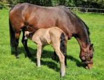 Broodmare bay register British riding pony for sale. Good mum is not in foal. Good to farrier, vet. Good to load, all up to date with teeth, vaccinated. 