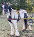 3 year old ride and drive gelding. Passported and microchipped. Wormed up to date. Good to catch inside and outside. Has been driven in a dray. 