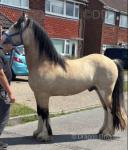 Tank, 14.2hh WPB Stallion at Stud 